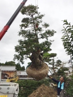 クロガネモチ出荷