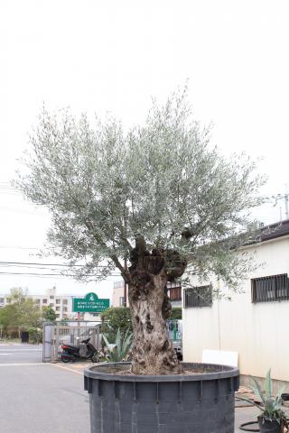 オリーブ 古木 株式会社 中西園材