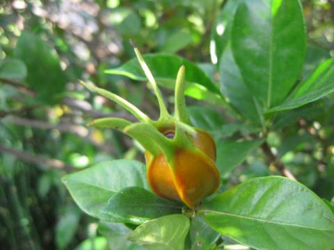 クチナシ クチナシ○八重咲きクチナシ 甘い香り 香りのよい花を咲かせる 常緑花