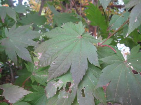 コハウチワカエデ | 株式会社 中西園材