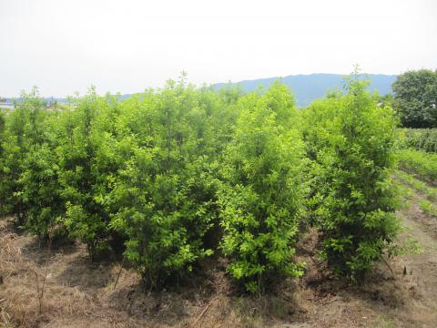 ソヨゴ | 株式会社 中西園材