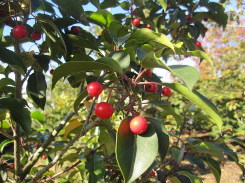 ソヨゴ | 株式会社 中西園材