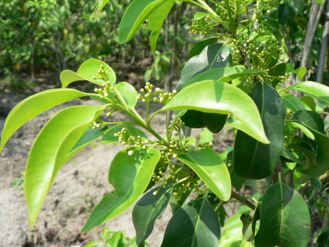 ソヨゴ | 株式会社 中西園材