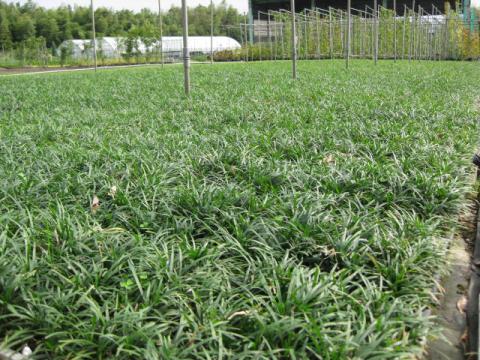 タマリュウ パレット | 株式会社 中西園材