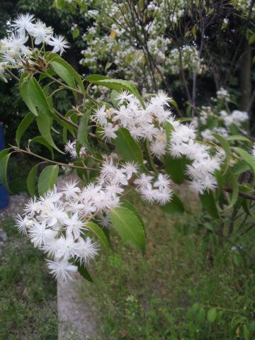 ハイノキ | 株式会社 中西園材