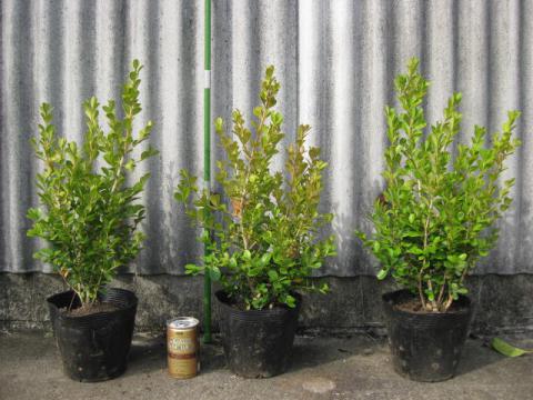 ボックスウッドエコン ボックスウッド | 株式会社 中西園材