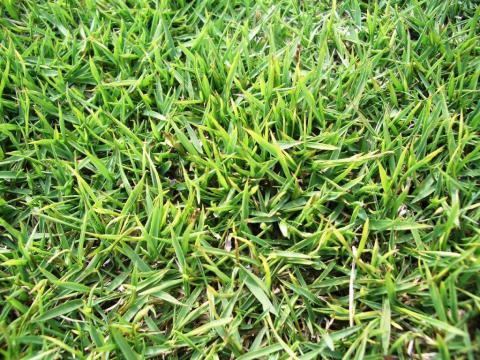 高麗芝（コウライシバ） 大判 | 株式会社 中西園材