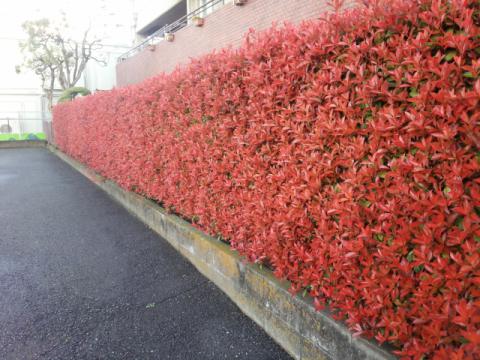 レッドロビン セイヨウベニカナメモチ 株式会社 中西園材 レッドロビン セイヨウベニカナメモチ 株式会社 中西園材