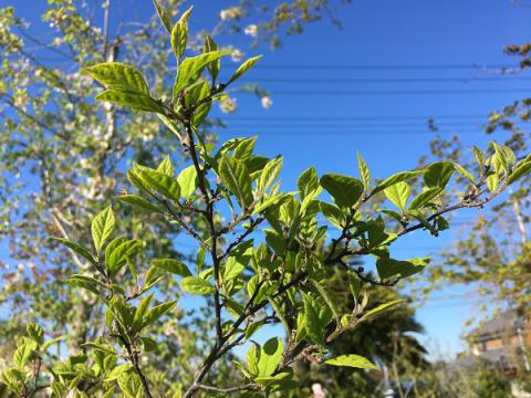 ウメモドキ | 株式会社 中西園材