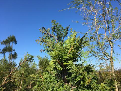 チャボヒバ | 株式会社 中西園材