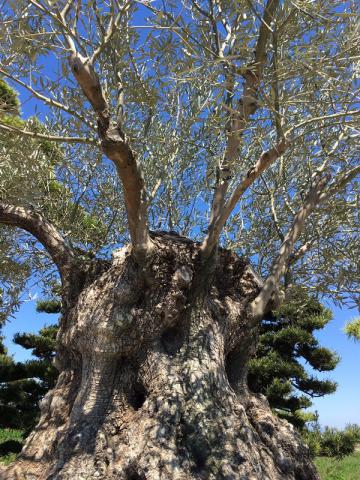 オリーブ 古木 | 株式会社 中西園材